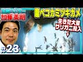 腹ペコのカミツキガメに大量のザリガニ投入した結果・生物ハンター加藤英明≫捕食の瞬間【どうぶついきもの・爬虫類・MAX100種飼育・危険外来生物】World animal channel,Japan