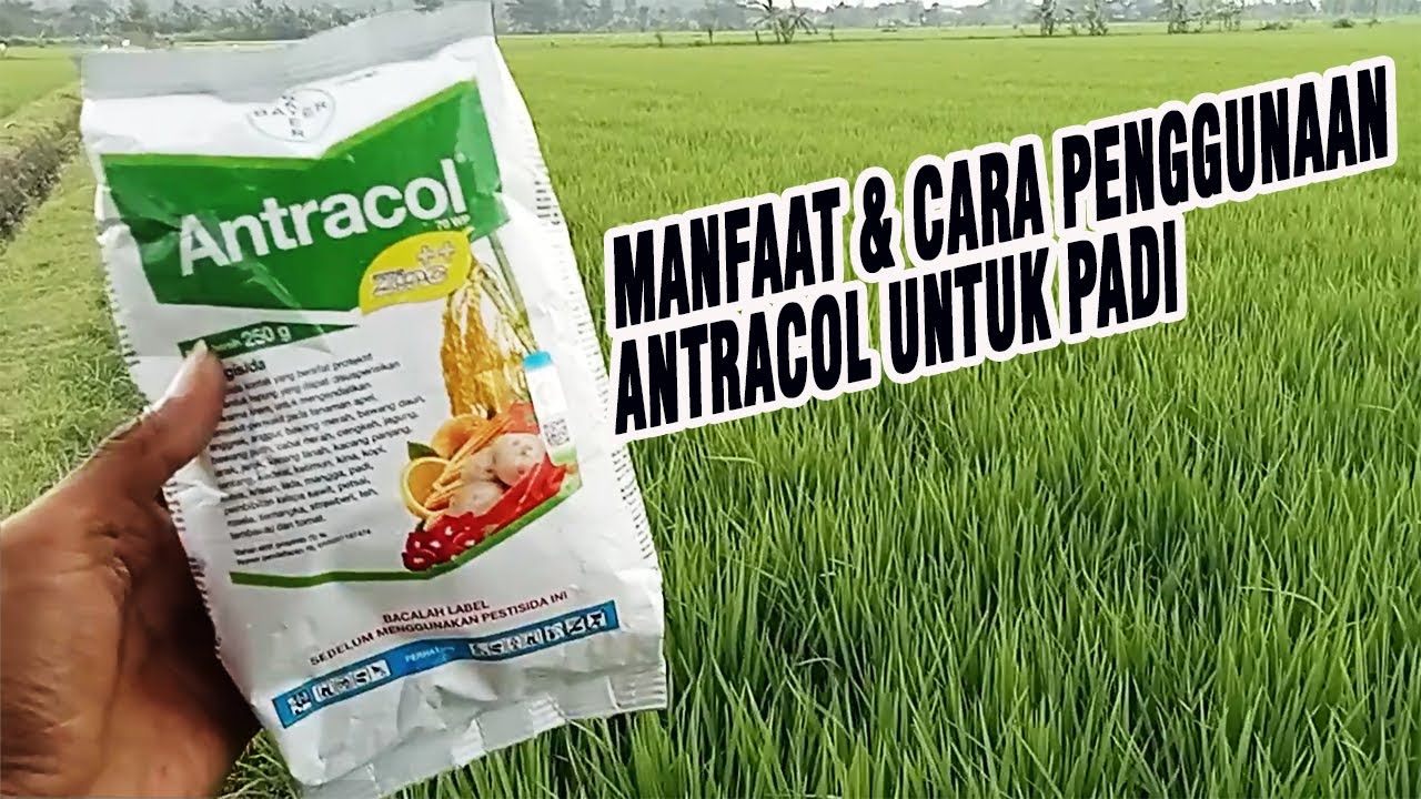manfaat-dan-cara-penggunaan-antracol-untuk-padi-youtube