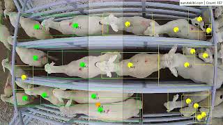 Artificial Intelligence AI cow sheep goat counting / Kahya Yapay Zeka Çiftlik Hayvanları Sayım Sis.