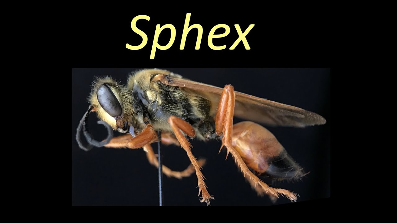 Sphex (Sphecidae)
