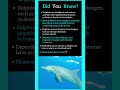 Facts about Dolphins. #viral #facts