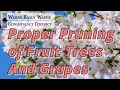 Proper Pruning of Fruit Trees &amp; Grapes