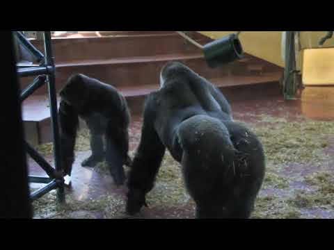 Video: Gorillaen I Philadelphia Zoo Har Lært Seg å Oppføre Seg Som En Person - Alternativ Visning