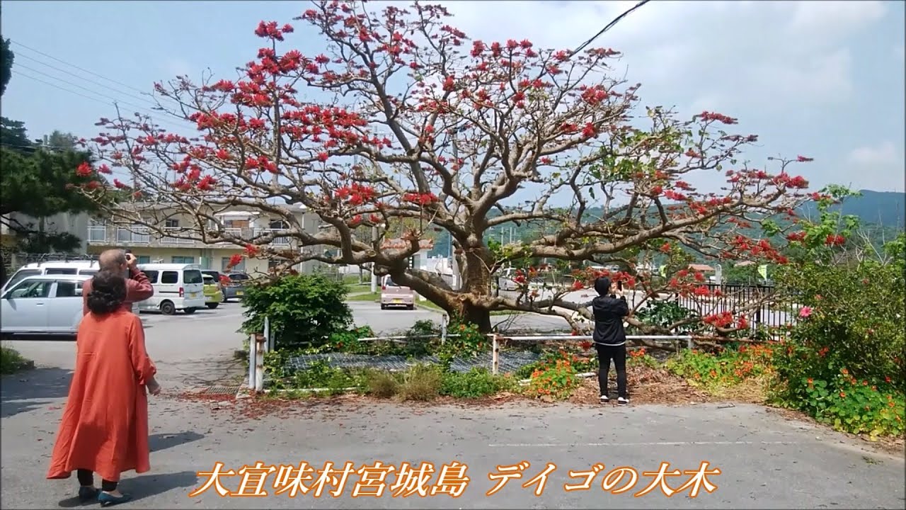 やんばる 春の散策ドライブ 03大宜味村宮城島のデイゴの大木 Youtube