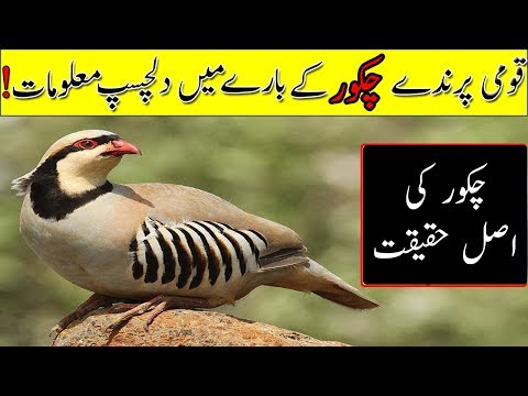 Video: Bolehkah anda makan chukar?