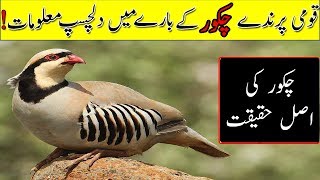 National bird of pakistan chakor have many interesting facts and
stories.the or chukar is the official “national pakistan” which
int...