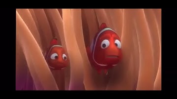 Nemo Survives A Barracuda