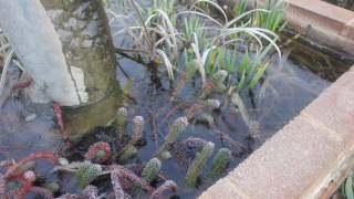 Whiskey Gully Bush Cottages