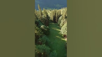 Dive through the Trees | Cinematic FPV