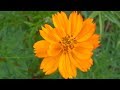 Cosmos sulphureus