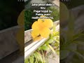 🌼🌱 #gardening #homegarden #terracegardenindia #greenlove #plantcare #agriculture #like #flowers