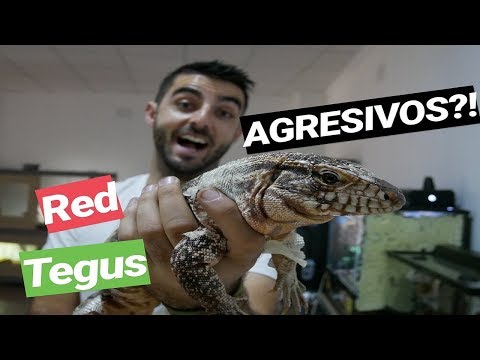 Video: ¿Por qué el Tegu es el mejor lagarto mascota?