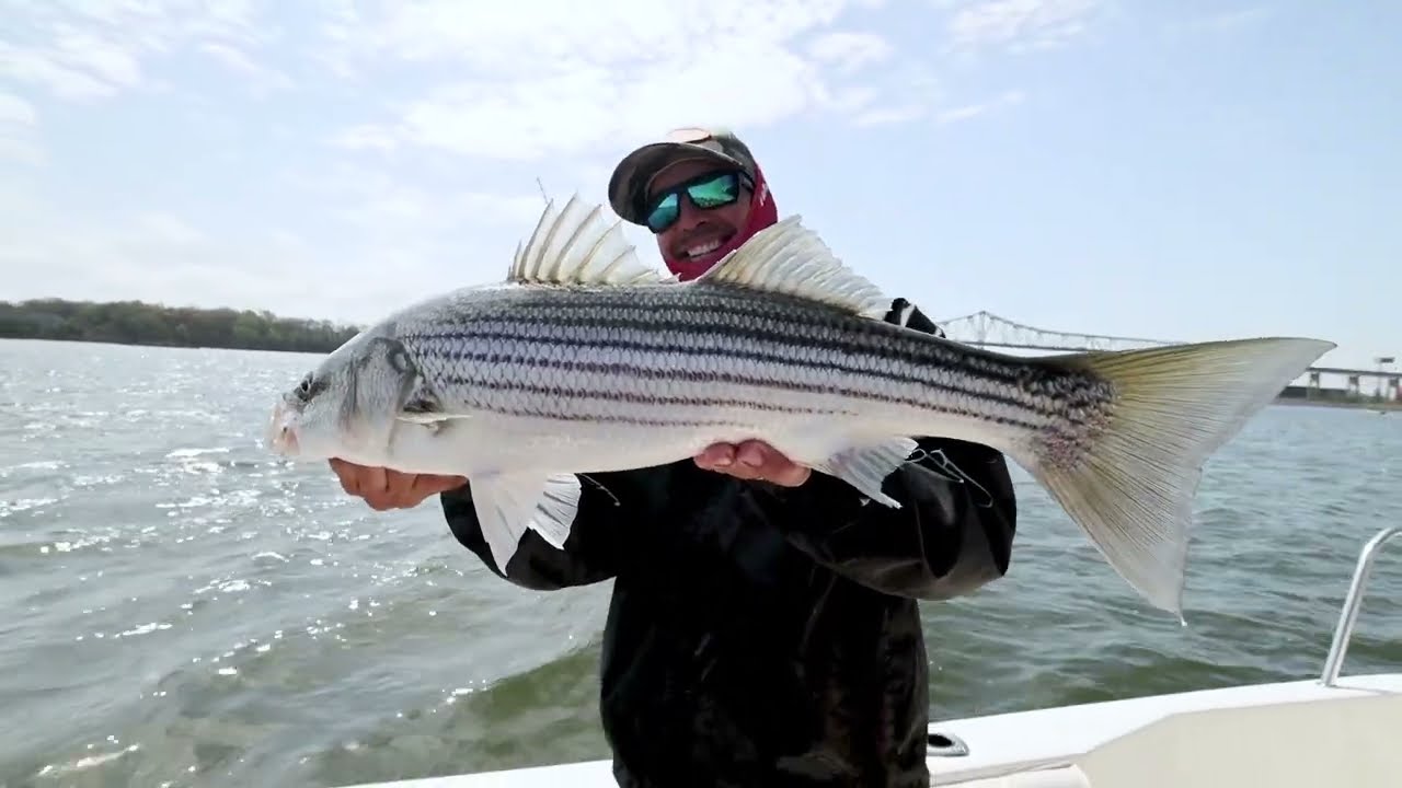 Как ловить рыбу на Yo-Zuri Mag Dive