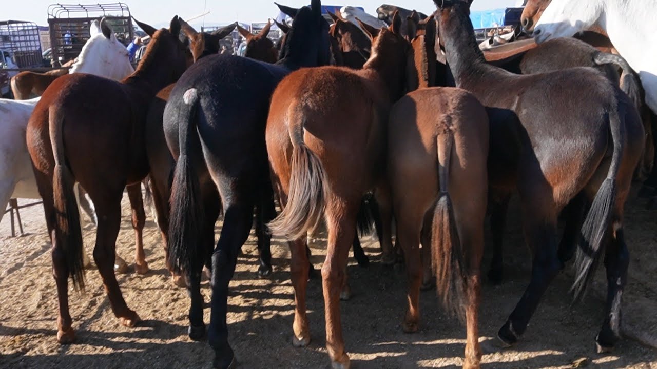 Mulas finas mulas gigantes puro premium mercados ganaderos de puebla y oaxaca #mulas #caballos 