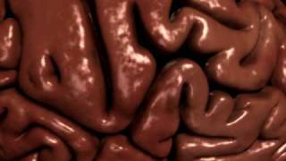 Human Brain