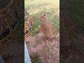 Pet Teetar Ki Soft Nature Calling | Paltu Teetar Voice#petteetar #paltuteetar #birdsounds #nature
