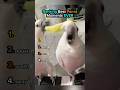 Ranking Funny Parrot Clips | Last ones Silly 😂
