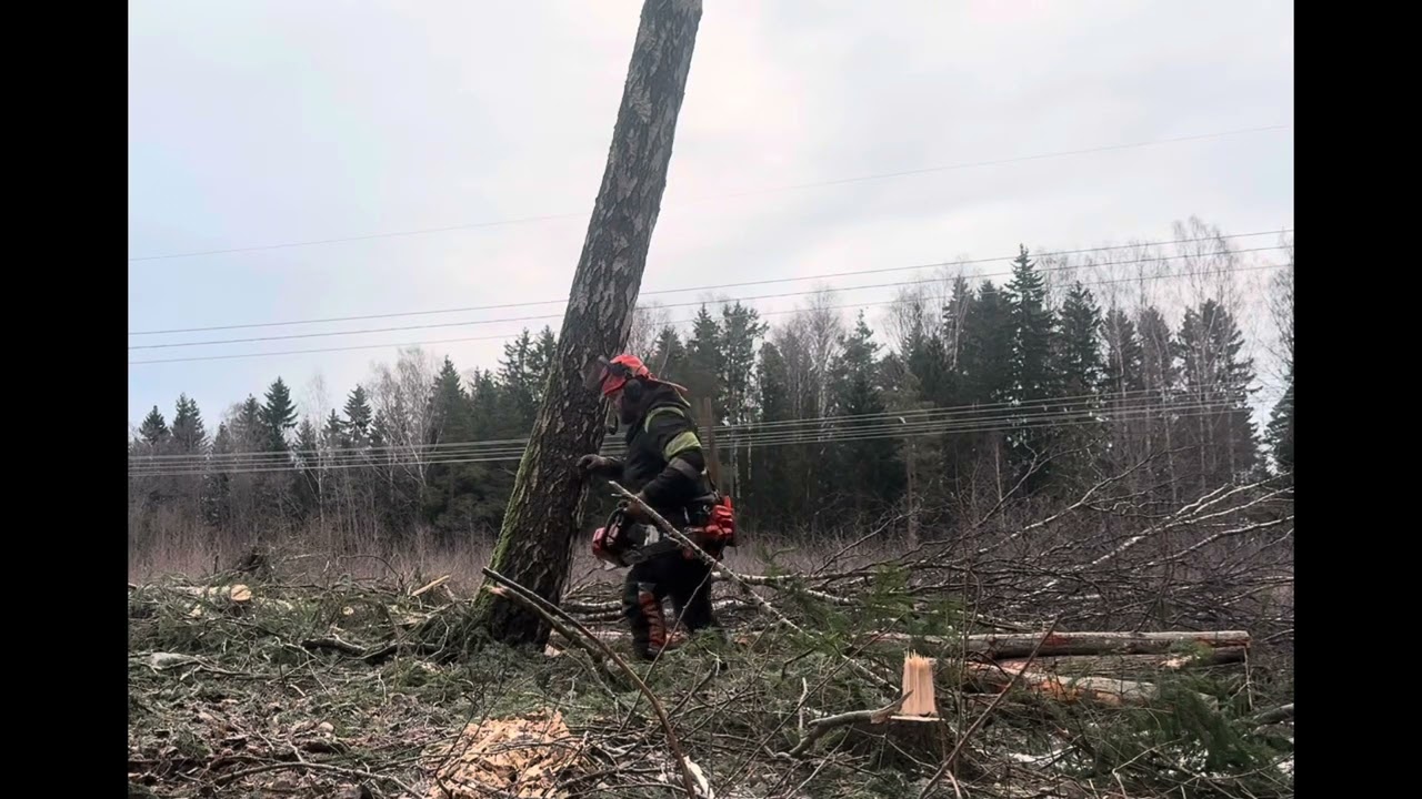 Någorlunda grova träd att fälla till skördaren. Lite prat om säkerheten.