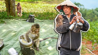 Abandoned Monkey KiKo Stole Farmer's Food Being Chased Away and Happy Ending