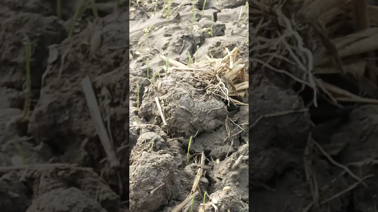 Wheat Sowing performance by broadcasting Method