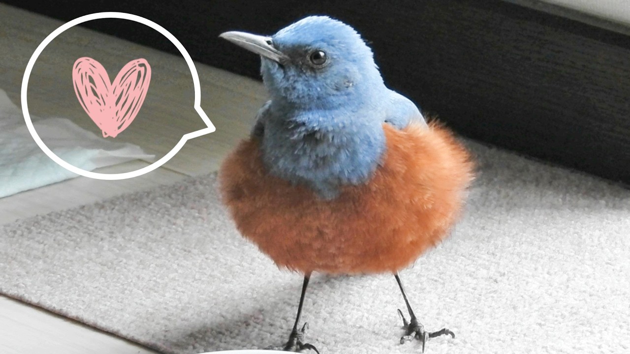 Isomaru the Blue Rock Thrush – His Excitement Won't Stop - YouTube