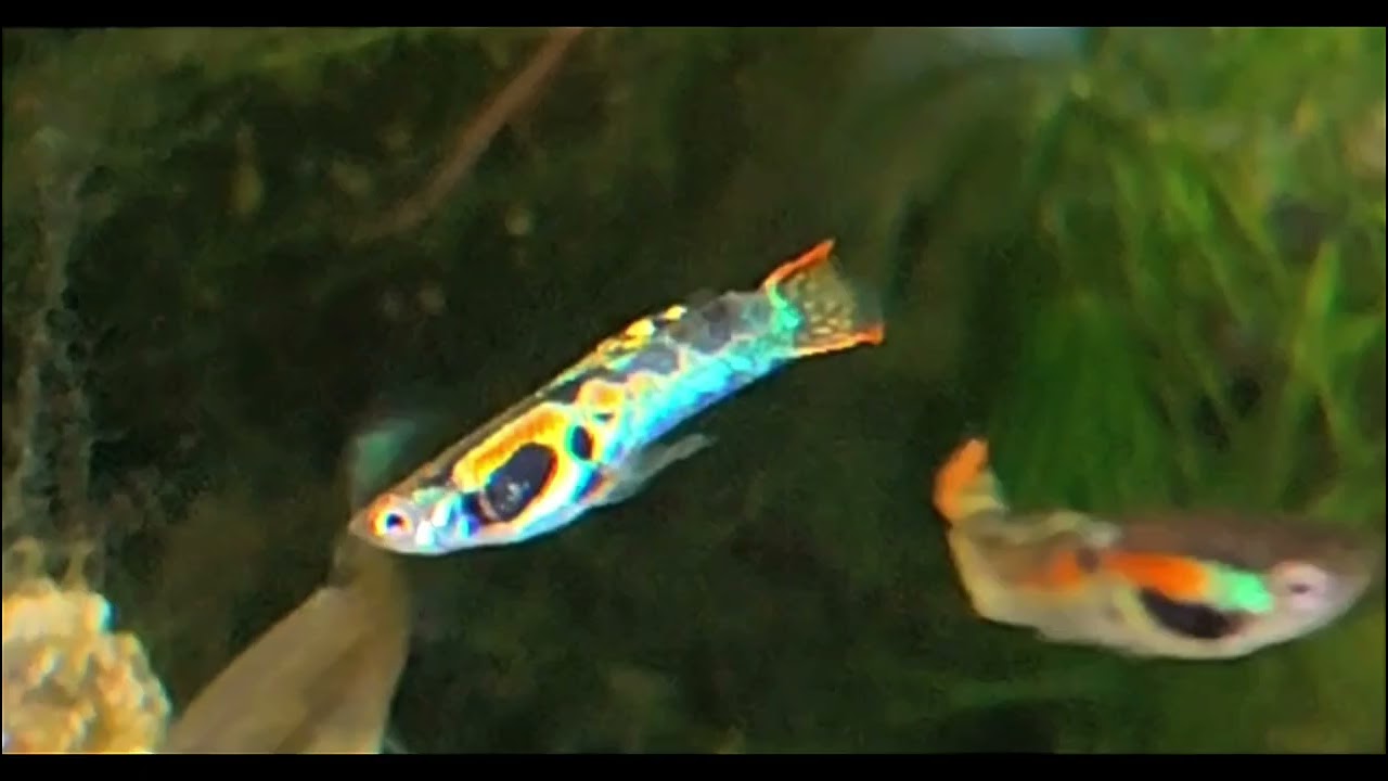 Guppy SnakeSkin Vs Cobra como diferenciarlos