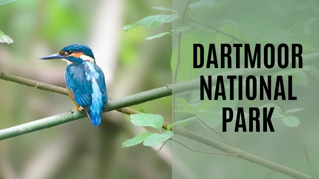 Dartmoor National Park | Lost Rainforests of Britain | British Wildlife Documentary