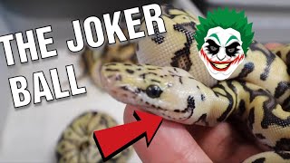 NEW BALL PYTHON BABIES AND UNBOXING FROM BALL LIFE