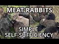 How To Raise Meat Rabbits THE EASY WAY Meatrabbits Selfsufficiency Offgrid Survival Howto 