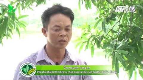 Mô hình nuôi cá rô phi sử dụng công nghệ Biofloc