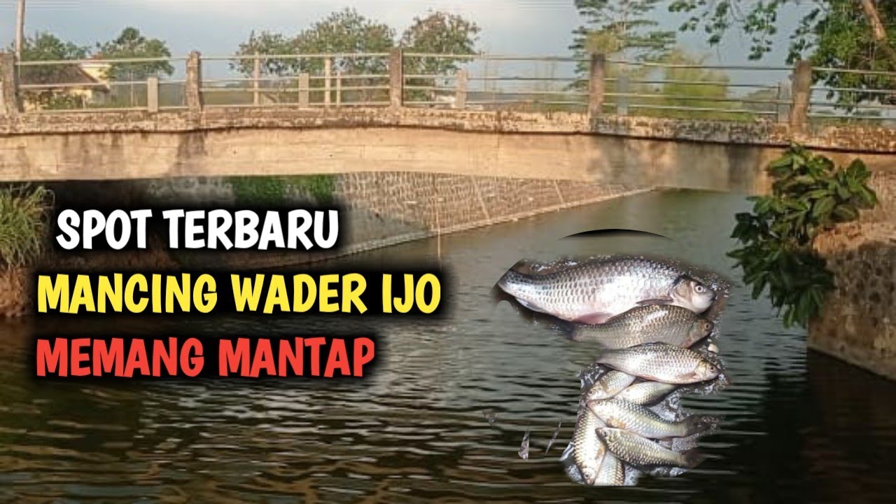 MANCING WADER IJO DENGAN UMPAN JITU. 