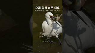 백로 피라미 사냥: 수컷들이 빨리 죽는 이유