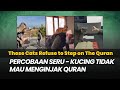 Kucing-Kucing Ini Tidak Mau Menginjak Quran - Kok Bisa Begitu, Ya?