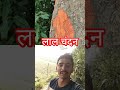 लाल चंदन पौधा#Pushpa tu Lal Chandan#pushpraj jhukega nahin #viralvideo