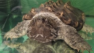 Грифовая черепаха в домашних условиях г. Николаев 2021 год