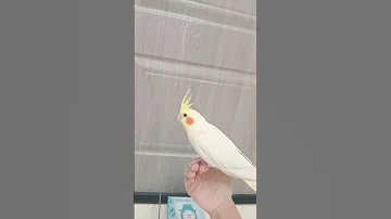 عيدية مستر كوكا كوكا كوكو دوبلاج اكسبلور دبلجة مضحكة السعودية Birds 