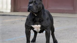 Train Your American Bully  Advanced Techniques