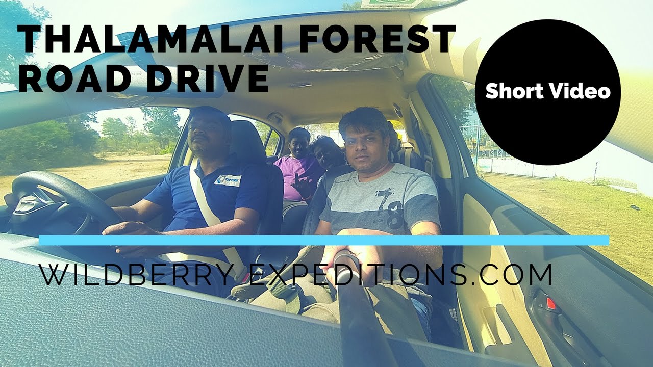 Thalamalai Forest Road Drive | Wildberry Expeditions | GoPro | Short Video