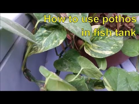 how to reduce nitrate level easily using pothos plant in aquarium