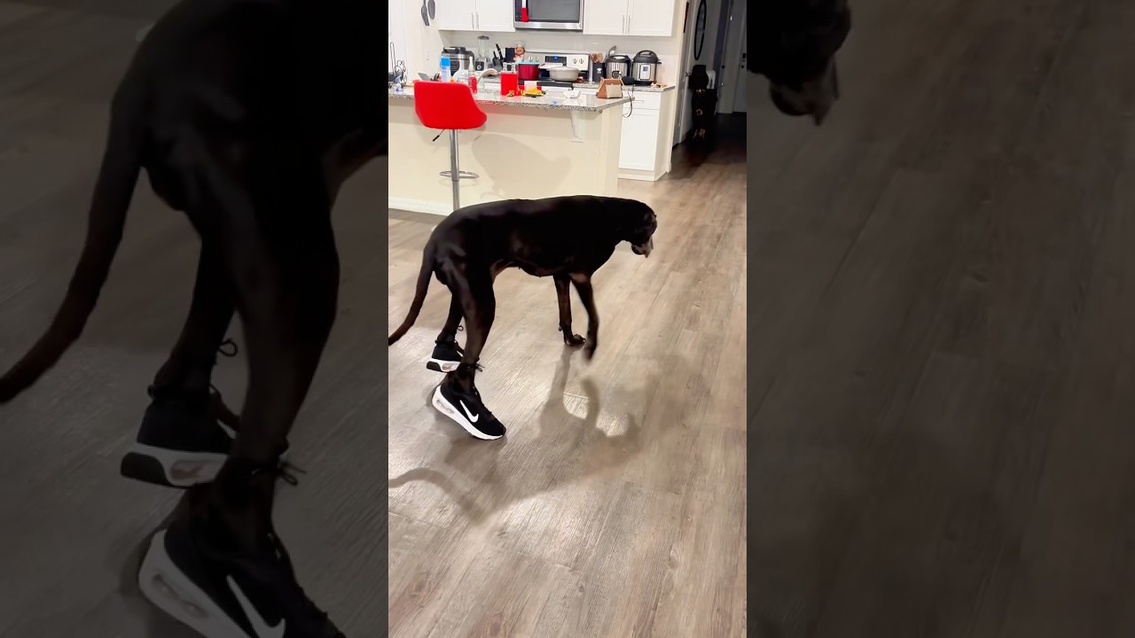 Dogs wear shoes 