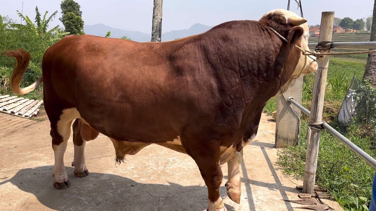 SAPI JUMBO KELUAR KANDANG TERNYATA BARU POEL‼️ - YouTube