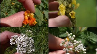 How To Identify 5 Medicinal Plants And Their Uses screenshot 2