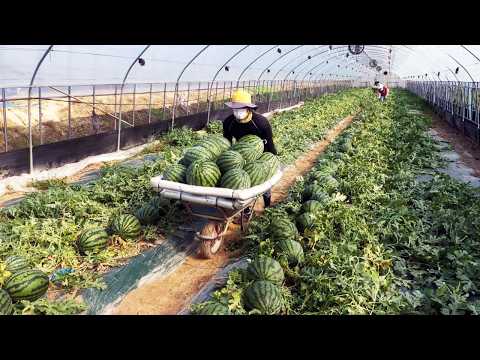 How Millions of Watermelons Are Harvested & Processed in Factories🍉