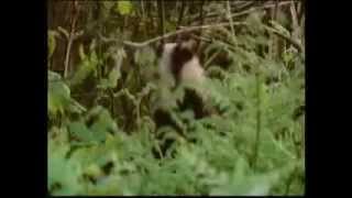 BBC Springwatch 2014 - Episode 7 Part 4