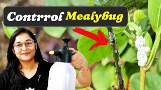 🔴MEALYBUGS - WHITE INSCETS TREATMENT / Get rid of mealybugs | Organic Treatment #mealybugs