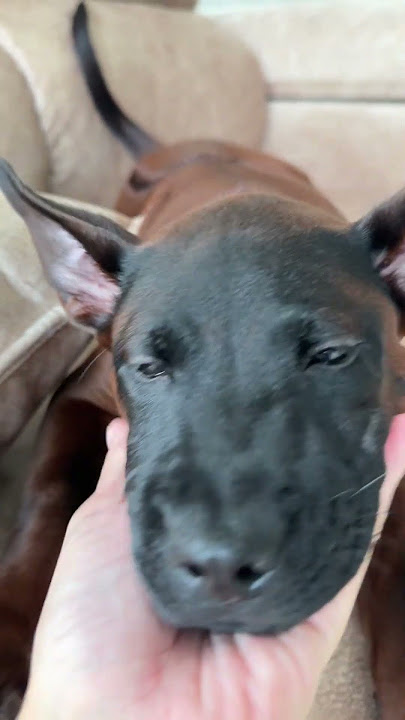 BOY Tiger 🎀😍 #TigerTigerThaiSaddleback