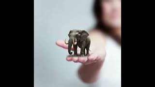 semut di sebrang lautan jelas kelihatan, gajah di pelupuk mata tidak kelihatan