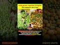 Huge mango demand in India