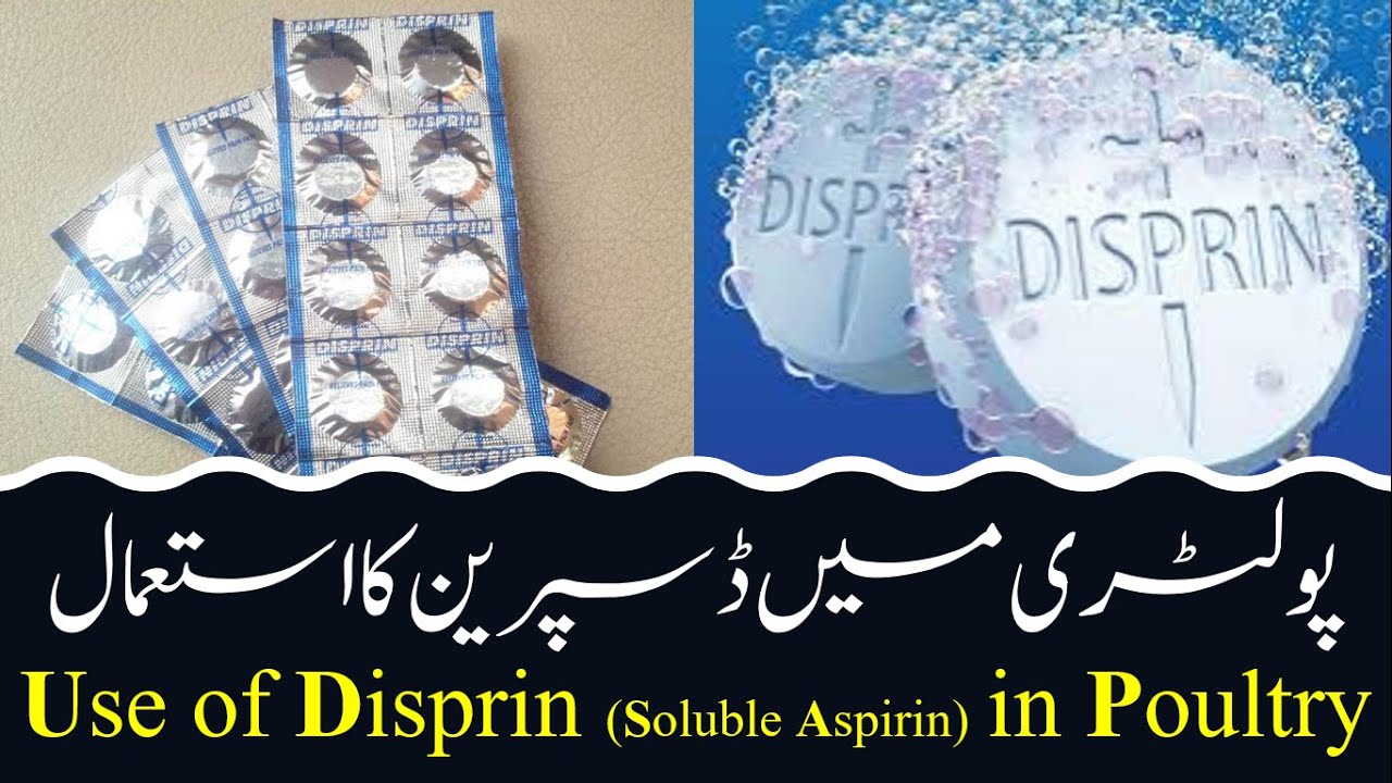 Aspirin For Chickens Disprin Benefits for Poultry Uses of disprin