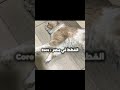 ايه يا صاوي ترند ترند تيك توك ايه يا صاوي
